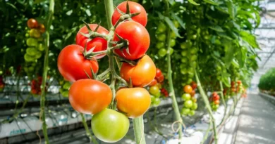 सेंसर आधारित ऑटोमेशन सिस्टम फॉर फर्टिगेशन 'परियोजना को मिली मंजूरी
