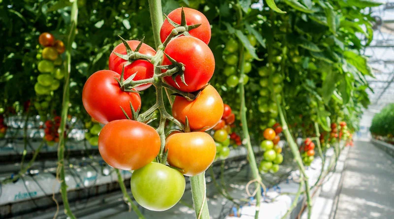 सेंसर आधारित ऑटोमेशन सिस्टम फॉर फर्टिगेशन 'परियोजना को मिली मंजूरी