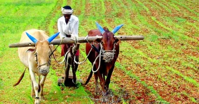 राजस्थान में बैलों से खेती करने वाले किसानों को सरकार की तरफ से अनुदान
