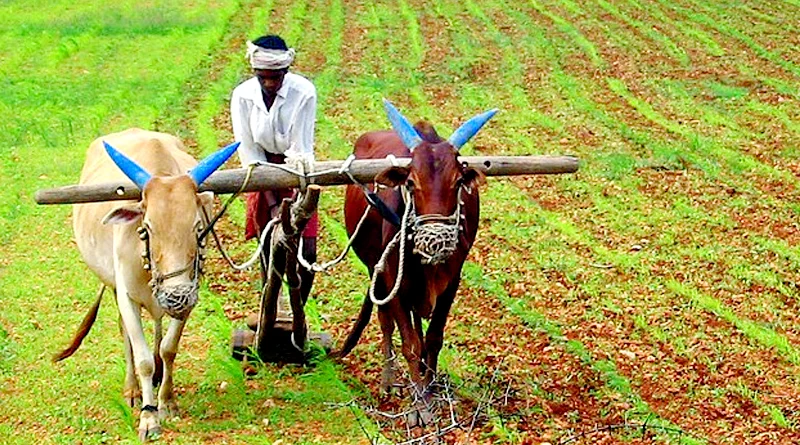 राजस्थान में बैलों से खेती करने वाले किसानों को सरकार की तरफ से अनुदान