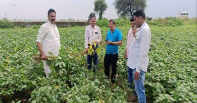 धार जिले में सोयाबीन फसल में कीट व्याधि एवं रोग से बचाव की सामयिक सलाह दी