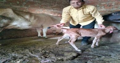सेक्स सॉर्टेड सीमेन’ तकनीक: कृत्रिम गर्भाधान से होगा पशु नस्ल सुधार