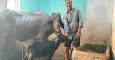 कटनी में 'सेक्स सॉर्टेड सीमेन’ तकनीक से किया जा रहा पशु नस्ल सुधार
