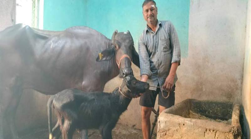 कटनी में 'सेक्स सॉर्टेड सीमेन’ तकनीक से किया जा रहा पशु नस्ल सुधार