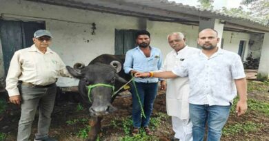 खंडवा में मुख्यमंत्री डेयरी प्लस योजना अंतर्गत पशु प्रदान किए