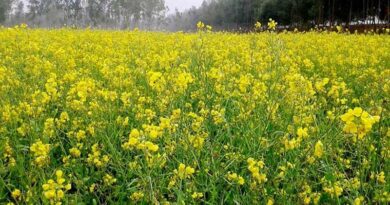 सरसों की खेती करने वाले किसानों को दी विशेषज्ञों ने यह खास सलाह