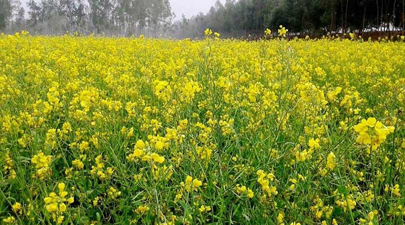 सरसों की खेती करने वाले किसानों को दी विशेषज्ञों ने यह खास सलाह