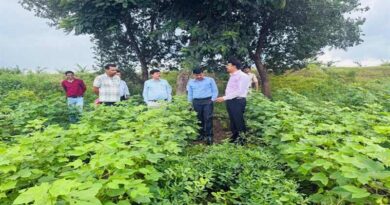 पांढुर्णा कलेक्टर ने किया कपास एवं मूंगफली की प्राकृतिक खेती का अवलोकन