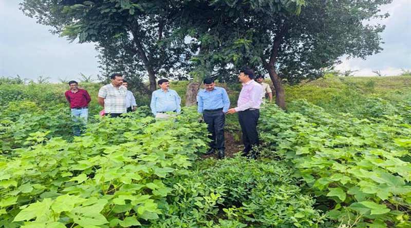 पांढुर्णा कलेक्टर ने किया कपास एवं मूंगफली की प्राकृतिक खेती का अवलोकन