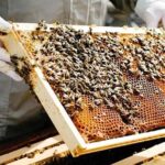 किसानों के लिए खास मौका: मधुमक्खी पालन के लिए यूपी सरकार दे रही 90 दिन की फ्री ट्रेनिंग और 40% सब्सिडी