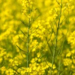 सरसों की अगेती बुवाई शुरू, पूसा ने सुझाईं नई किस्में