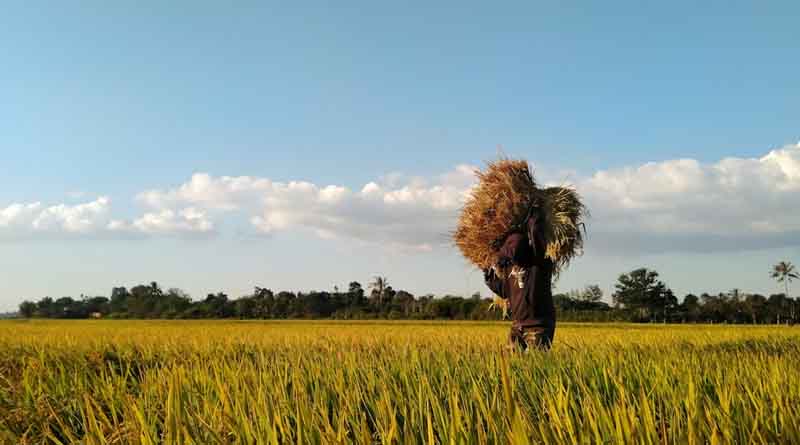 सरकार ने 12 जैव कीटनाशकों पर जीएसटी घटाया, किसानों को राहत