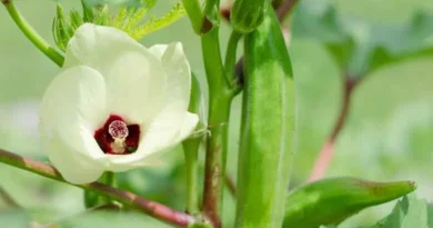 भिंडी की पत्तियों पर सफेद पाउडर? पूसा की ये सलाह बचाएगी आपकी फसल