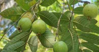 थाई पिंक अमरूद की खेती से संजय बने आत्मनिर्भर