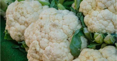 गोभी के पत्तों में छेद? डायमंड बैक मॉथ से बचाव के लिए ये सलाह अपनाएं