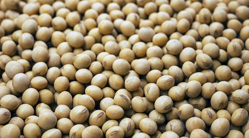 सोयाबीन बीज सुरक्षित रखने के लिए थ्रेशिंग की सही तकनीक – किसान गाइड