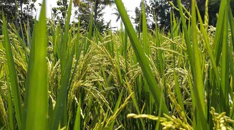 आईसीएल और बायोप्राइम मिलकर भारत में लाएँगे ‘बायोनेक्सस’ समाधान