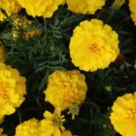 किसानों के लिए खुशखबरी: गेंदा फूल की खेती पर बिहार सरकार देगी 50% अनुदान और वाहन सहायता  