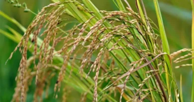 धान में तना छेदक कीट से बचाव के लिए पूसा संस्थान की ये तकनीक अपनाएं