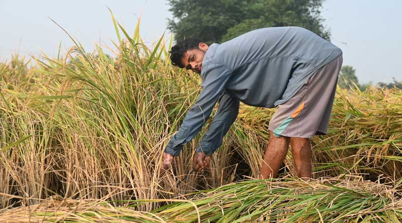 किसानों के लिए बड़ी खुशखबरी: एआई से मिलेगा मानसून का सटीक और भरोसेमंद पूर्वानुमान
