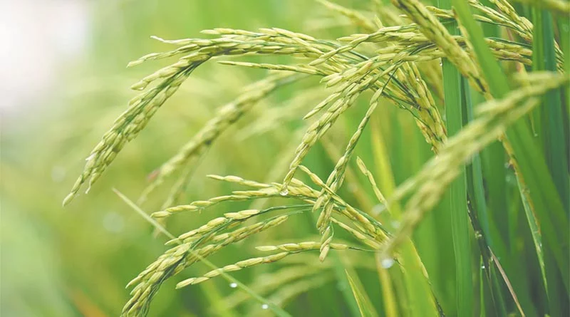 समर्थन मूल्य पर धान का पंजीयन 15 सितंबर से 10 अक्टूबर तक