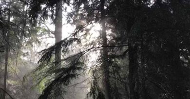 IMD का अलर्ट: बंगाल की खाड़ी में बना निम्न दबाव क्षेत्र, 7 सितंबर तक कई राज्‍यों में मूसलाधार बारिश के आसार