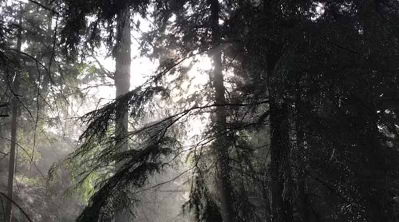IMD का अलर्ट: बंगाल की खाड़ी में बना निम्न दबाव क्षेत्र, 7 सितंबर तक कई राज्‍यों में मूसलाधार बारिश के आसार