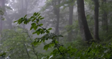 उत्तर प्रदेश में मानसून सक्रिय: 4 सितंबर तक पश्चिमी हिस्सों में अत्यधिक वर्षा के आसार, IMD ने जारी किया लेटेस्ट अपडेट
