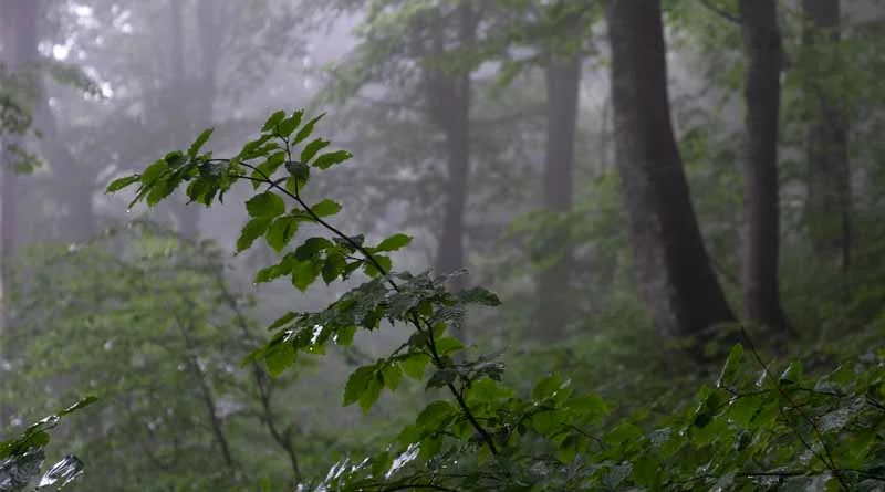 उत्तर प्रदेश में मानसून सक्रिय: 4 सितंबर तक पश्चिमी हिस्सों में अत्यधिक वर्षा के आसार, IMD ने जारी किया लेटेस्ट अपडेट