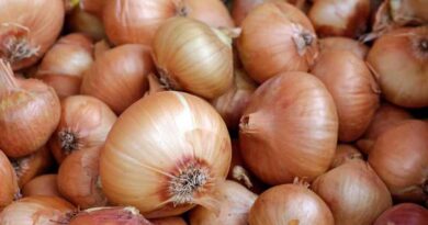 मध्य प्रदेश की मंडियों में आज कितने रुपए/क्विंटल बिका प्याज, जानिए हर जिले और मंडी का ताजा रेट