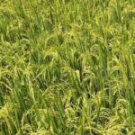 धान में पत्ता लपेटक कीट से फसल बचाएं, पूसा संस्थान की ये तकनीकें अपनाएं