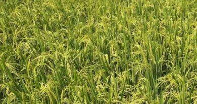 धान में पत्ता लपेटक कीट से फसल बचाएं, पूसा संस्थान की ये तकनीकें अपनाएं