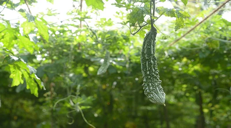 करेला किसानों के जीवन में घोल रहा है मिठास, आर्थिक स्थिति बदल दी