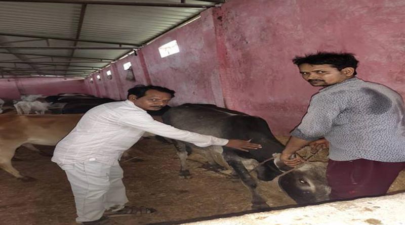 लंपी रोग से बचाव हेतु गौशाला में टीकाकरण किया