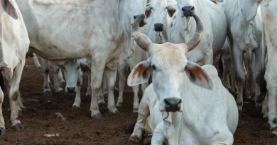 बिहार सरकार ने बनाया कानून ताकि पशुओं के पेट में न जाए प्लास्टिक और पॉलीथिन