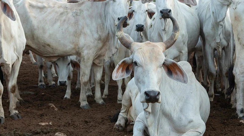 बिहार सरकार ने बनाया कानून ताकि पशुओं के पेट में न जाए प्लास्टिक और पॉलीथिन