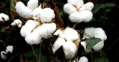 हरियाणा में कपास की फसल में एकीकृत कीट प्रबंधन के लिए अनुदान