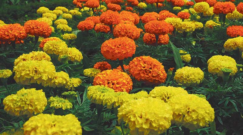 गेंदे की फसल में पत्तियाँ सूख रही हैं? ये तकनीक बचाएगी आपकी फसल