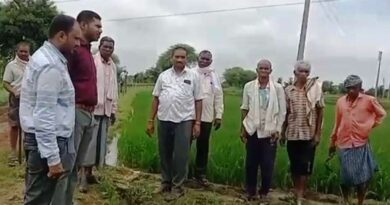 धान किस्म 'विक्रम TCR' किसानों के लिए बनी वरदान, कम पानी में अधिक उपज, आंधी-तूफान में भी अडिग रहेगी फसल