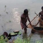 छत्तीसगढ़ में मखाना खेती से किसानों की आमदनी हुई दोगुनी, महिलाएं बन रही आत्मनिर्भर