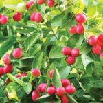 अक्टूबर माह में लगाए करौंदे के पौधे, खूबसूरती को लगेंगे चांद