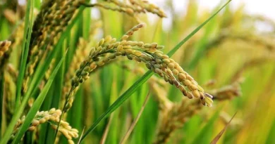 धान, मोटे अनाज उपार्जन पंजीयन 15 सितंबर से ,नियंत्रण कक्ष स्थापित