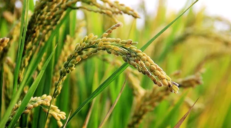 धान, मोटे अनाज उपार्जन पंजीयन 15 सितंबर से ,नियंत्रण कक्ष स्थापित
