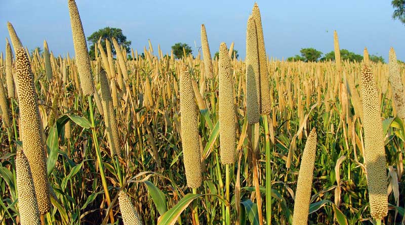 बाजरा की ये उन्नत किस्में देंगी दोगुनी पैदावार, जानें पूसा संस्थान की सलाह