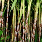 छत्तीसगढ़ के गन्ना किसानों को बड़ी राहत: 8,970 किसानों को 23.29 करोड़ की बकाया राशि का भुगतान