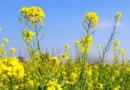 सरसों की खेती कैसे करें? इन 5 उन्नत किस्मों से मिलेगी बंपर पैदावार, जानिए बुबाई से कटाई की पूरी रणनीति