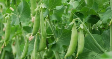 मटर की खेती का पूरा फॉर्मूला: सही बीज मात्रा, उर्वरक और बुवाई से बढ़ेगी पैदावार मटर की खेती का पूरा फॉर्मूला: सही बीज मात्रा, उर्वरक और बुवाई से बढ़ेगी पैदावार