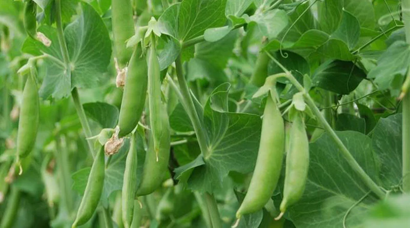 मटर की खेती का पूरा फॉर्मूला: सही बीज मात्रा, उर्वरक और बुवाई से बढ़ेगी पैदावार