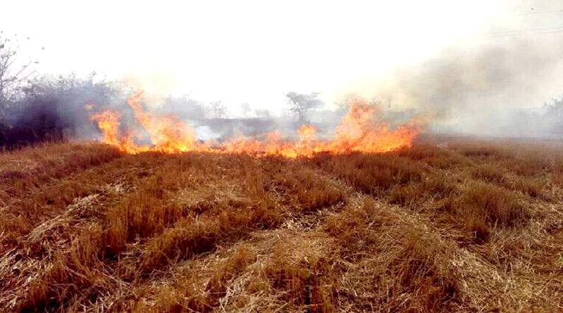 राजस्थान में धान पराली जलाने पर सख्ती: कलेक्टर ने रोकथाम और नियंत्रण की प्रभावी मोनिटरिंग के दिए निर्देश