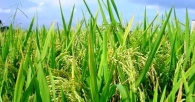 खरीफ बुवाई 1,121 लाख हेक्टेयर पार, मोटे अनाज की खेती में 11% उछाल; दलहन फसलों के रकबे में भी आई तेजी 